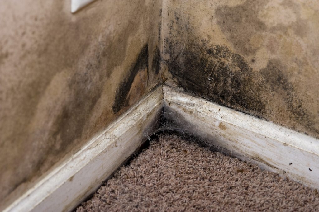 Building Materials Susceptible To Mold Sierra Restoration