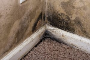 mold removal logan, professional mold removal logan