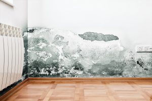 mold removal logan, professional mold removal logan